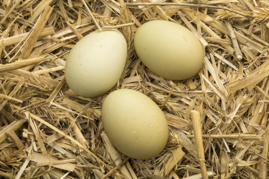 Eggs in a nesting box.