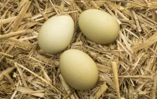 Green eggs on straw in chicken coop