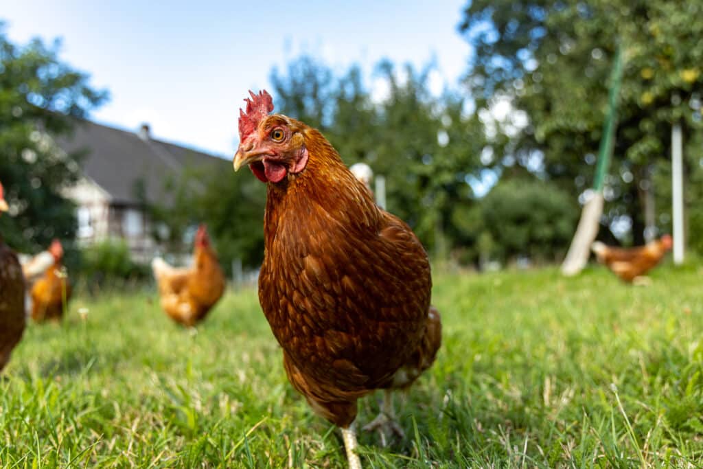 A new chicken joins the flock.