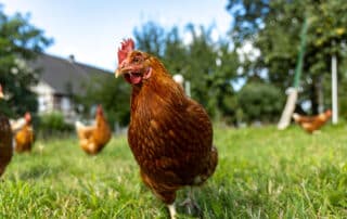 Free ranging chicken