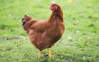 Young brown Rhode Island Red hen walking on green grass