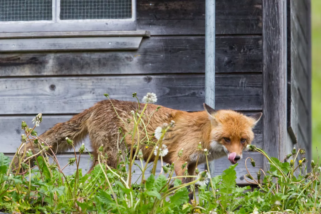 A fox after eating eggs.