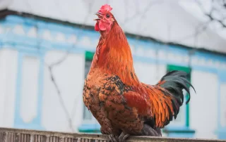A chicken squawking.