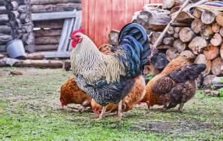 A colorful rooster protects his hens.