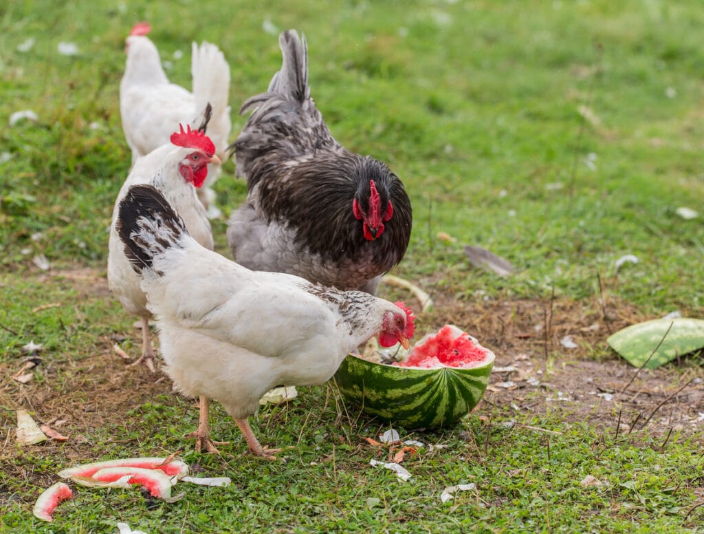 Watermelon is a great summer treat for your chickens.