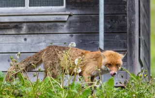 Foxes are a common chicken predator.