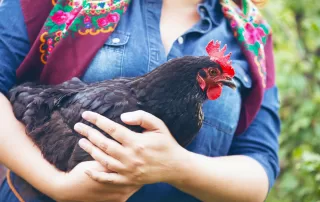 A woman holding a chicken.