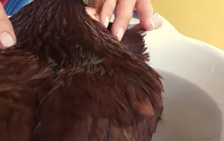 Hen sleeping while being bathed by woman.