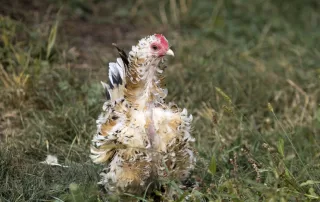 Molting Rooster