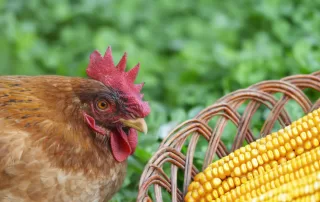 Close up of a red chicken sitting next to a basket filled with corn