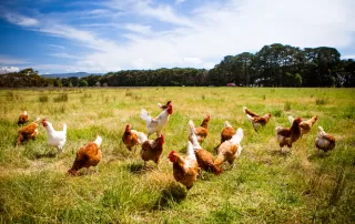 Chickens In A Field