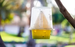 An ecological fly trap on a tree.