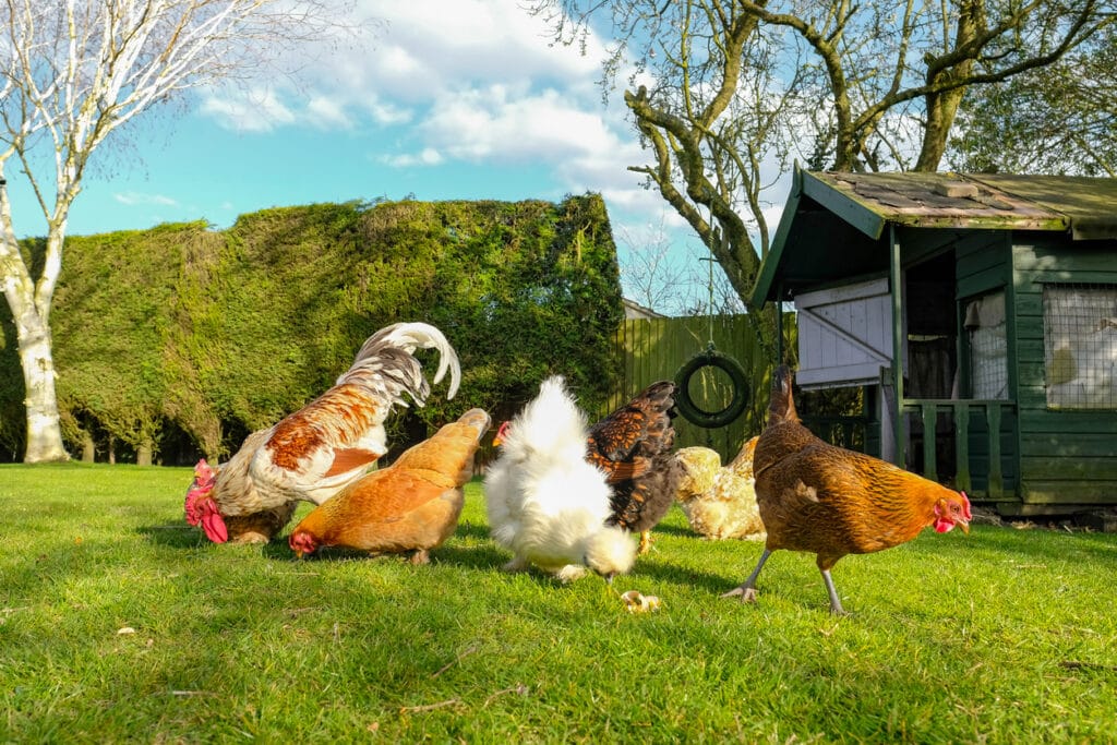 Chickens are collectable!