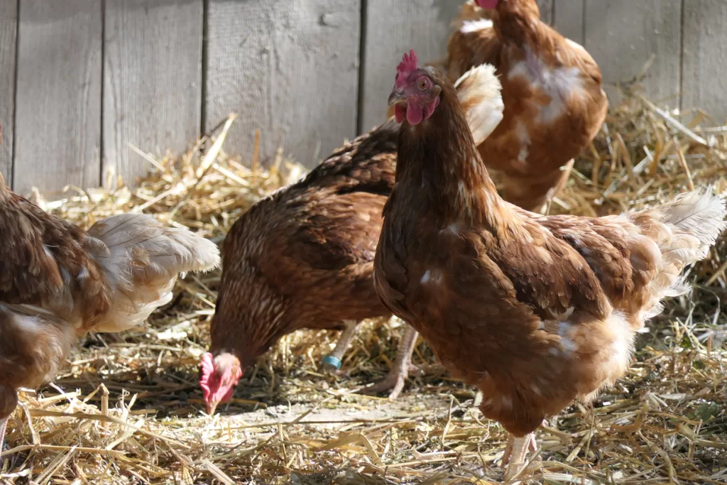 Straw is an easy, affordable option for your coop.