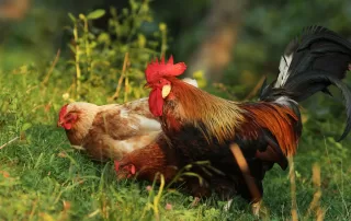 As you can see, roosters have larger combs and waddles than hens!