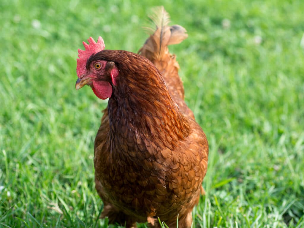 A Rhode Island Red is considered a heritage breed.