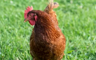 Close Up of Red Hen