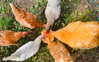 Happy Free Range Chickens Eating Pumpkin