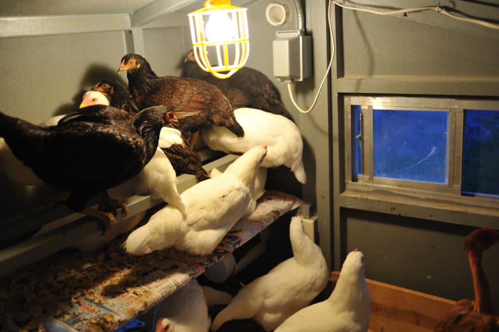 This coop has a light source, which would promote egg-laying and keep the chickens warm.  The sliding window also provides great ventilation.