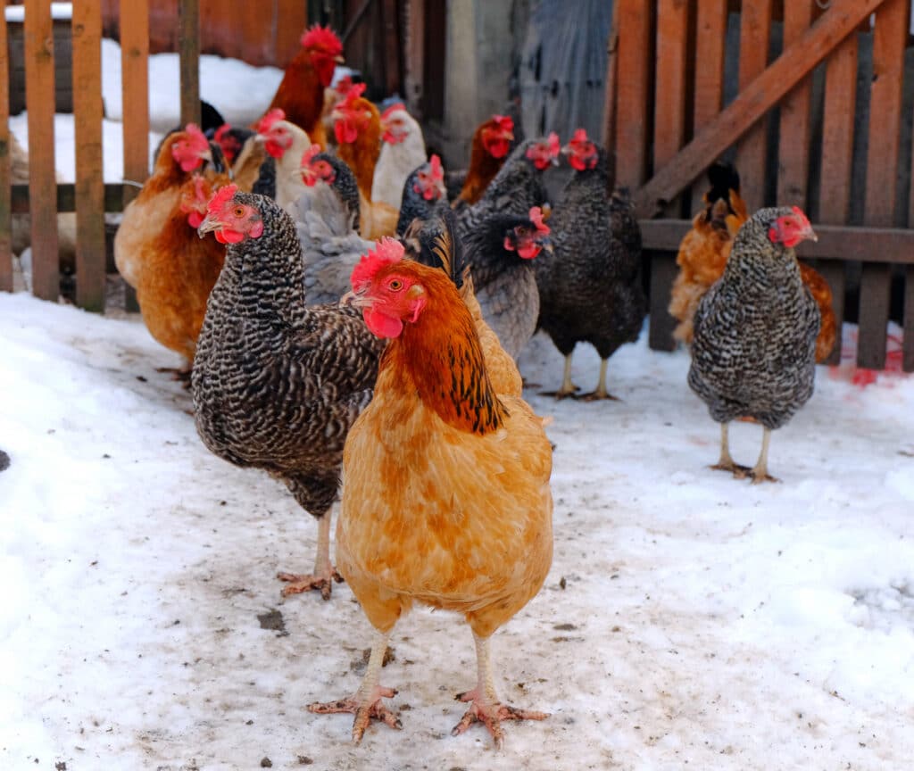 Birds of a feather flock together, especially in the winter months!
