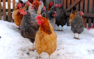 Birds of a feather flock together, especially in the winter months!