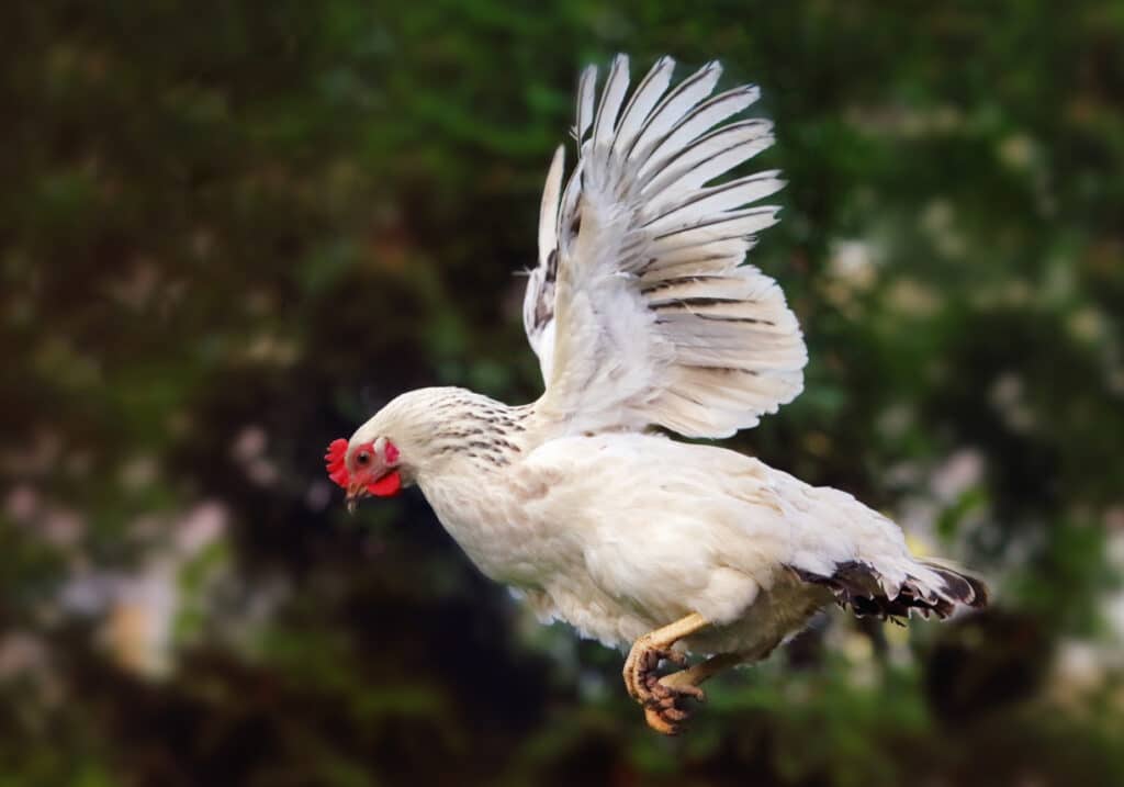 A hen flying for a short distance.