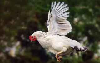 A hen flying for a short distance.