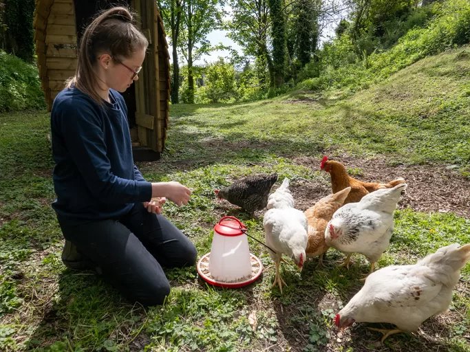 Bringing a new chicken to your coop