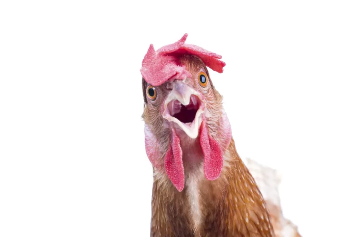 Common Chicken Diseases and How To Prevent Them
