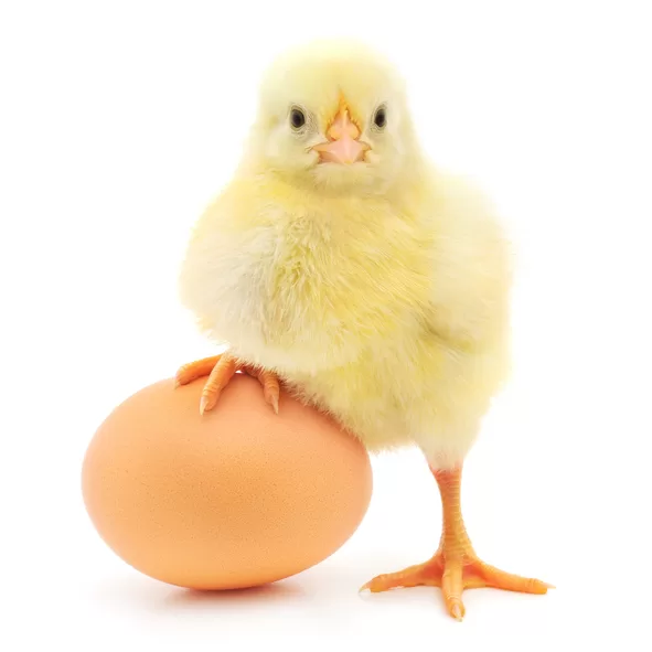 Common chicken diseases