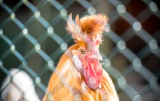How To Introduce A New Chicken To Your Flock
