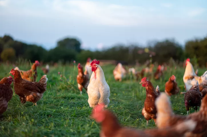 How to prevent chicken diseases