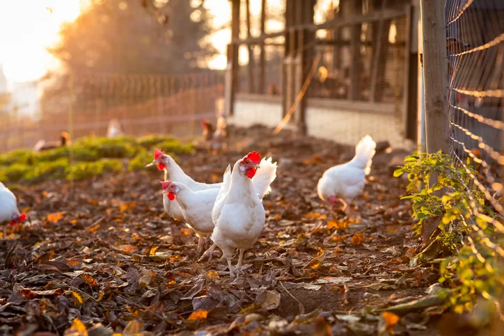 Top 10 States We LOVE For Having Chickens!