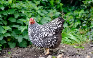 Why The Cluck Do Chickens Take Dust Baths?