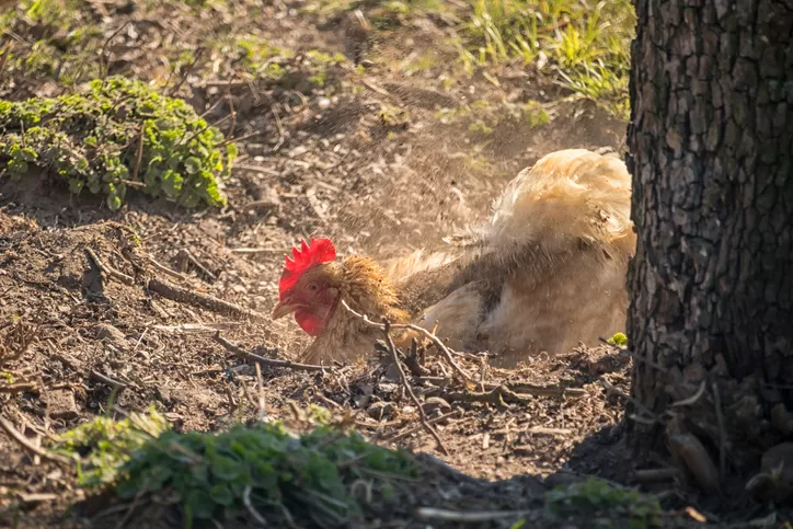 Why Do Chickens Take Dust Baths?