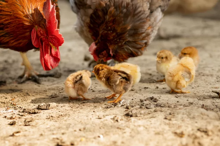 Do baby chicks need dust baths?