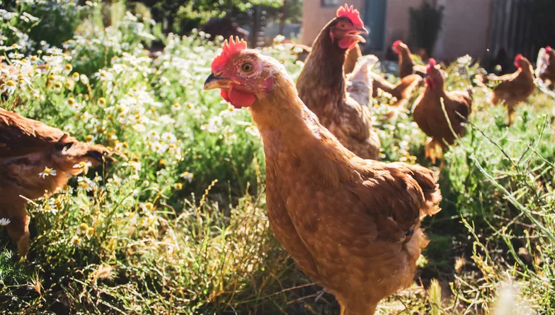 States We Love That Have Chickens