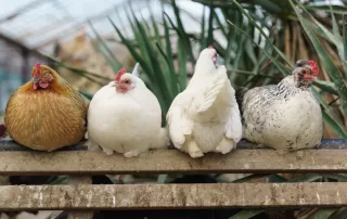 4 Causes Of Bullying In Chickens