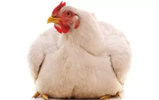 5 Ways To Combat Obesity In Chickens
