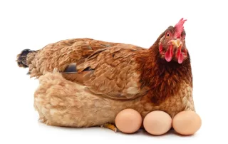 5 Ways To Increase Your Chickens Egg Size