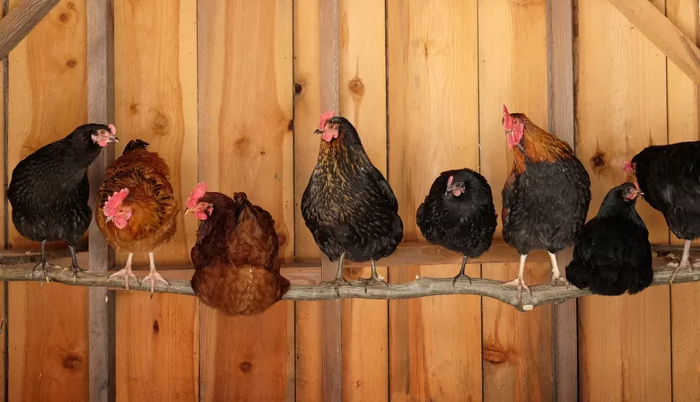 How To Keep Your Chickens Happy