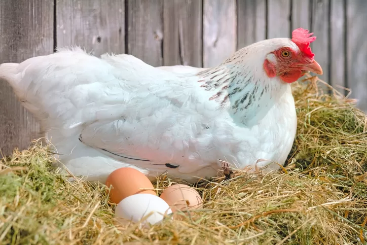 How To Increase Chicken Egg Size