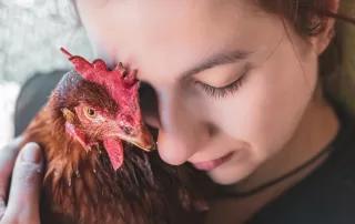 Grieving The Loss Of A Chicken