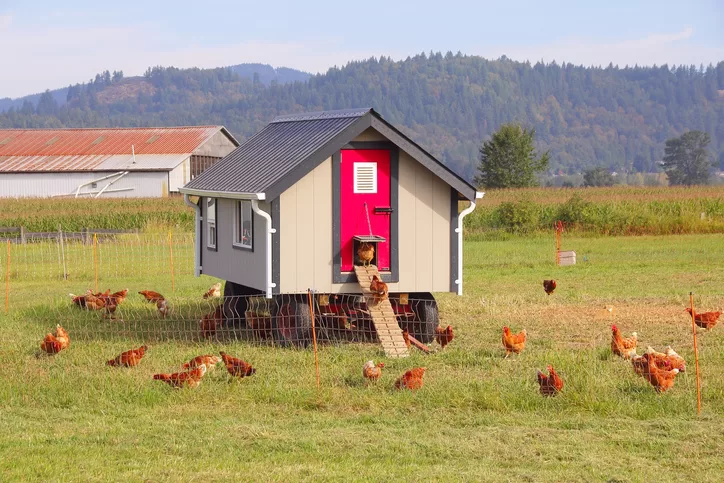 Keep Chickens Happy With These Tips