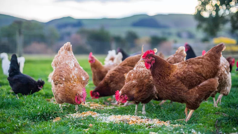 What To Feed Chickens To Increase Egg Size