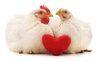 5 Ways Chickens Say I Love You