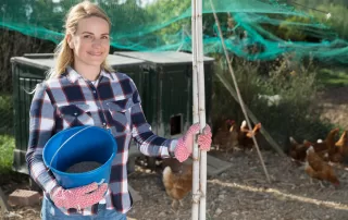 5 Tips For First-Time Chicken Keepers