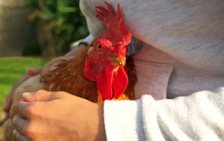 More Ways Your Chickens Say "I Love You"