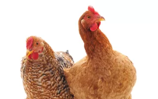 5 Ways To Keep Your Flock Entertained