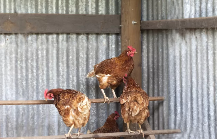 Add a perch to your coop to help chickens stay busy